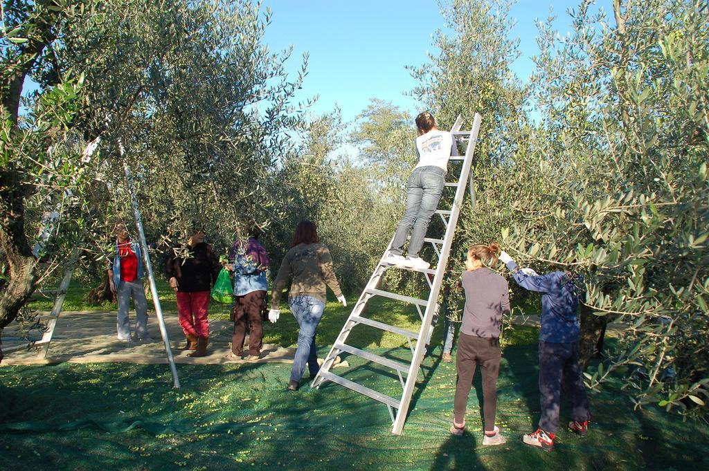 Vila Il Podere Di Giustina Montecarlo Exteriér fotografie